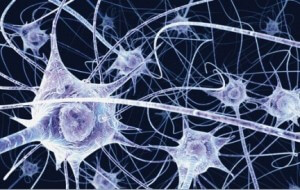 Crear células cerebrales con células madre y cutáneas