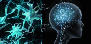Desarrollan artificialmente neuronas que destruye Alzheimer.