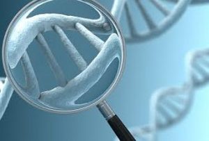 Restaurar molécula del Alzheimer Científicos estadounidenses ubican el blanco molecular que podría permitir frenar la enfermedad, que a largo plazo desemboca en demencia.