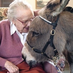 Asinoterapia, Burros para tratar el Alzheimer
