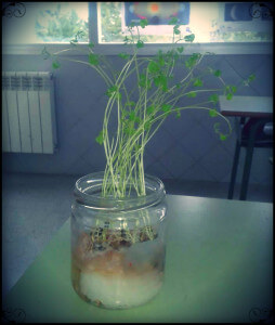 lentejas+germinados+natura+melilla
