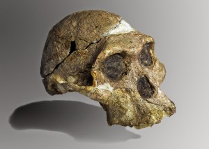 Cráneo de la Sr. Ples, una guapa australopiteca (Australopitecus africanus) (Fuente: Wikipedia Autor: José Braga y Didier Descouens)