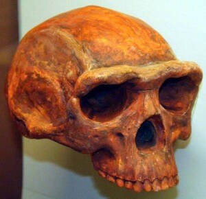 Cráneo de Homo erectus con su arco supraciliar (Fuente: Wikipedia Autor: Thomas Roche)