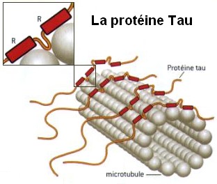 Proteina TAU «ProteineTau» de Zwarck - Adaptation de : http://www.alzheimer-adna.com/pdf/2003/2003DelacourteLaRecherche.pdf. Disponible bajo la licencia CC BY-SA 2.5 vía Wikimedia Commons - https://commons.wikimedia.org/wiki/File:ProteineTau.jpg#/media/File:ProteineTau.jpg