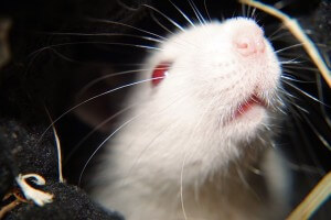 En ratas: Investigadores revierten el cambio en cerebro relacionado con la edad