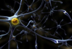 PRJ212 se llama la nueva combinación nutricional que BIOibérica (compañía biotecnológica) y la Fundación ACE (Institut Catalá de Neurociéncies Aplicades) empezaron una investigación aleatoria para poder determinar la efectividad del compuesto y su capacidad de parar la disminución de la memoria de pacientes en fases iniciales del Alzheimer.