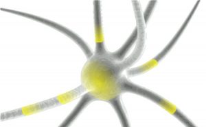 Plasticidad del Cerebro