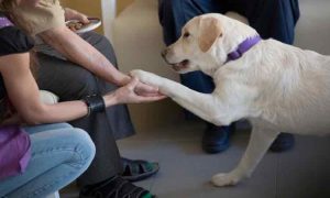 Cre Alzheimer nos Presenta Nuevas Guías para Pacientes con Alzheimer