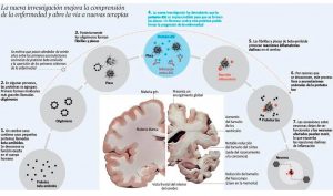 ASC la proteína clave en el progreso del Alzheimer