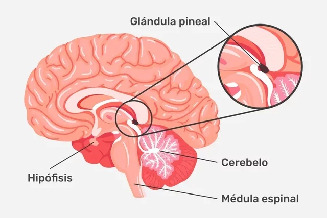 La glándula pineal