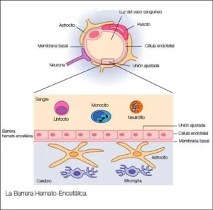barrera hematoencefalica