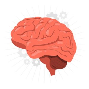 Ejercicios cognitivos para potenciar la salud cerebral: La guía definitiva (2025)