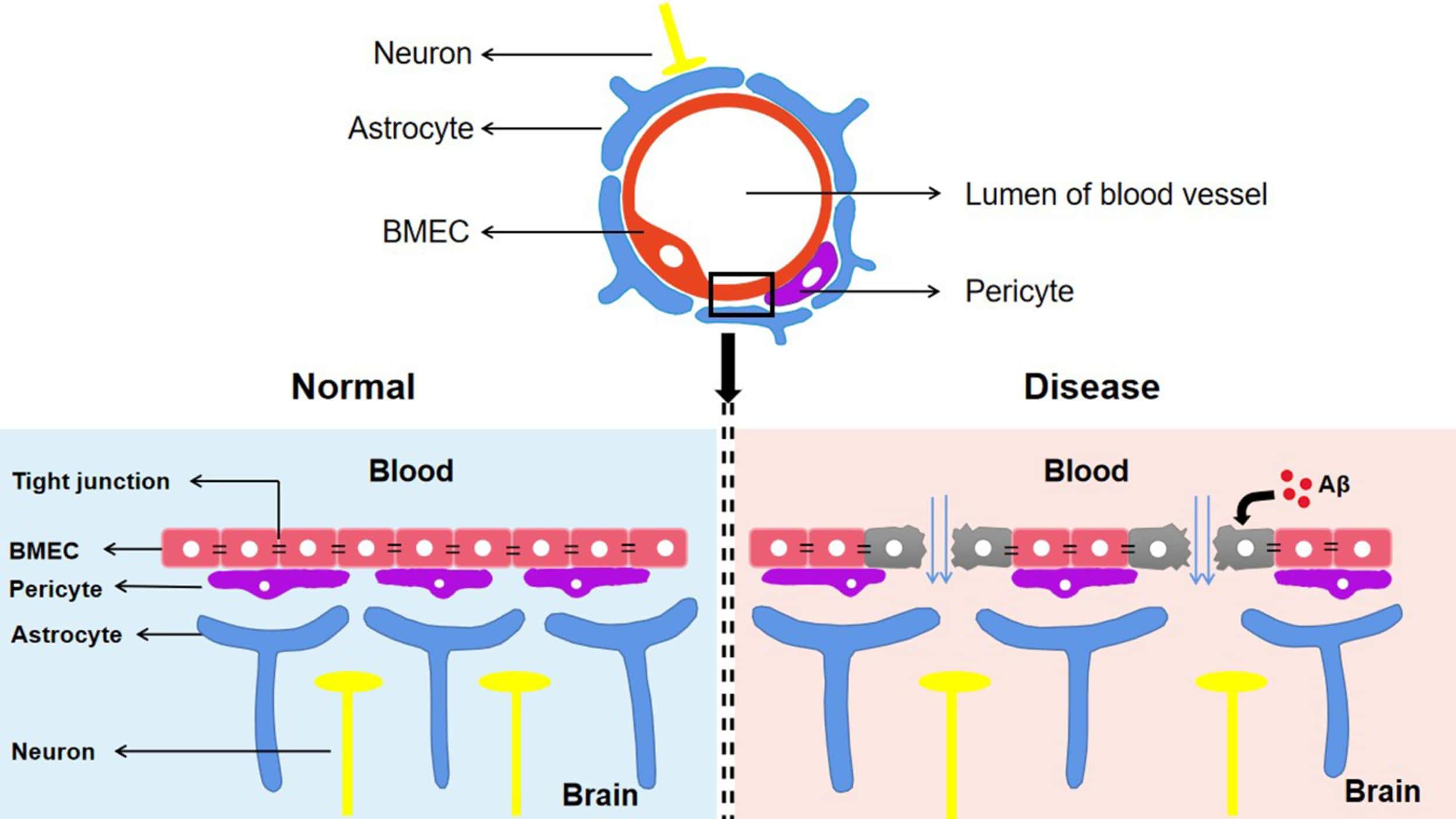 Ilustración de la barrera hematoencefálica entre la sangre y el tejido cerebral